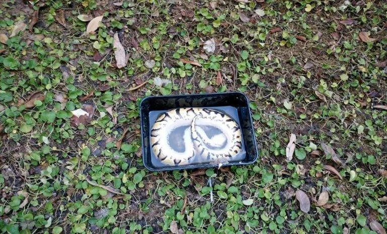 Βασιλικός πύθωνας μέσα σε πλαστικό ταπεράκι – Τα είδε όλα η οικογένεια στην Πυλαία